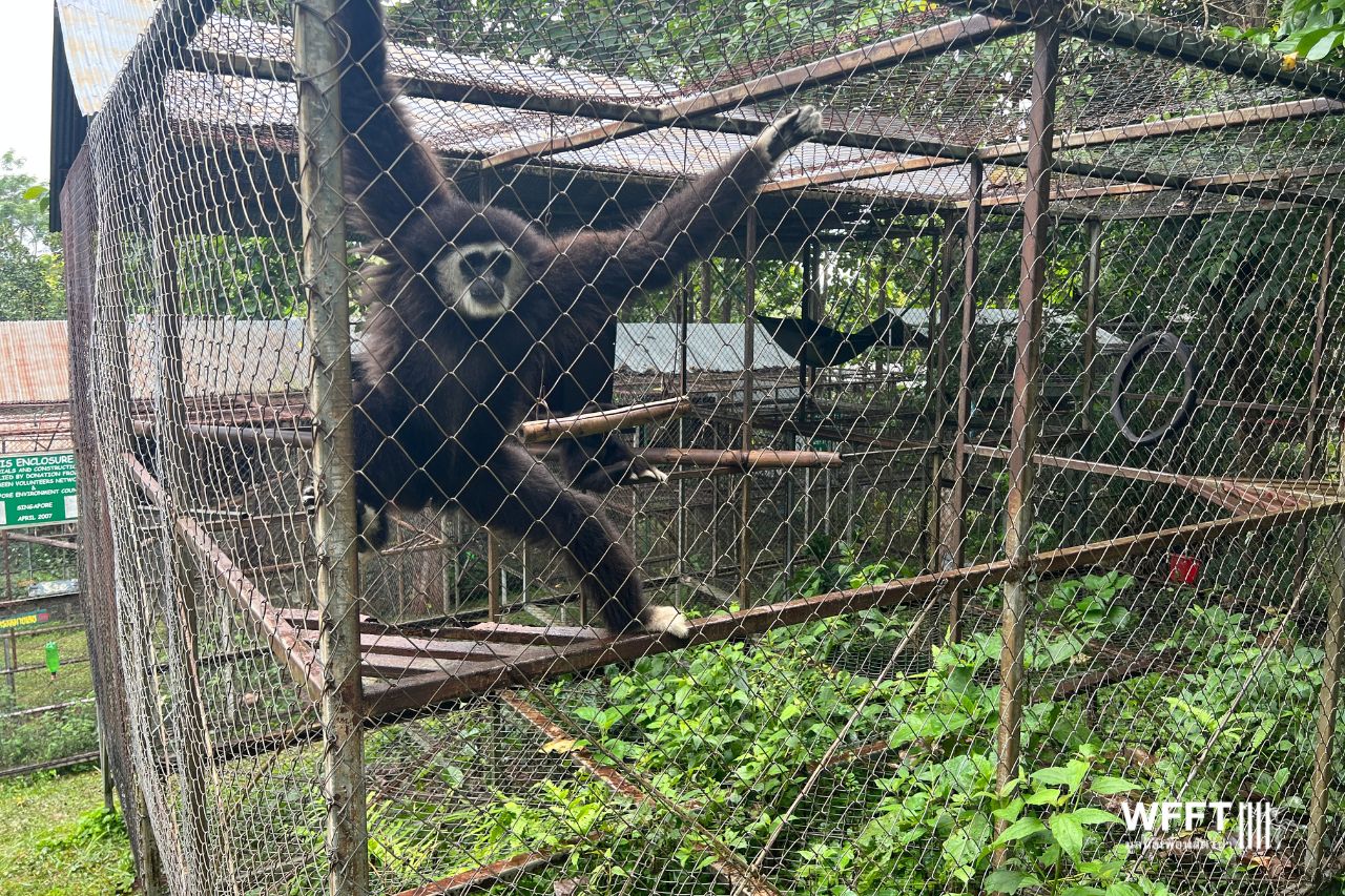 Gibbon At Highland Farm