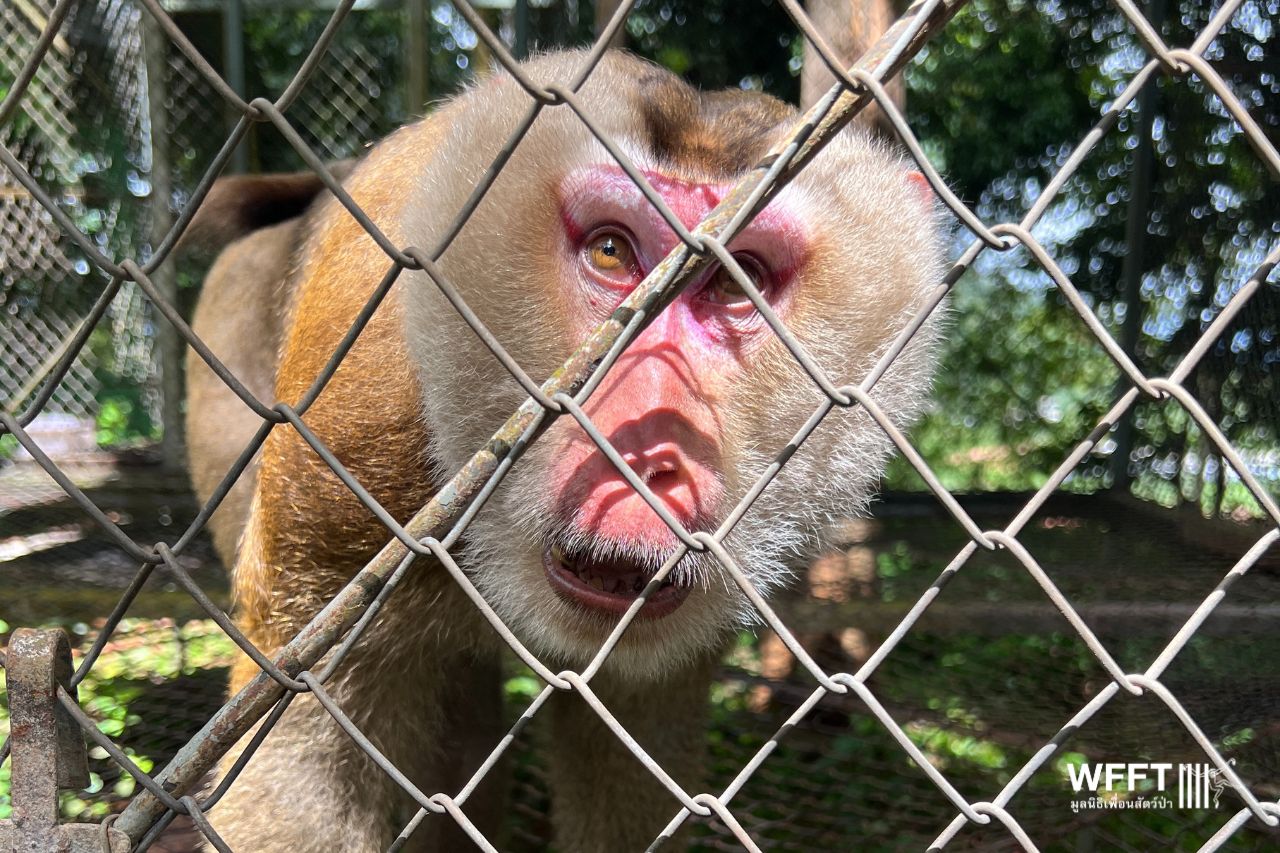Macaque At Highland Farm