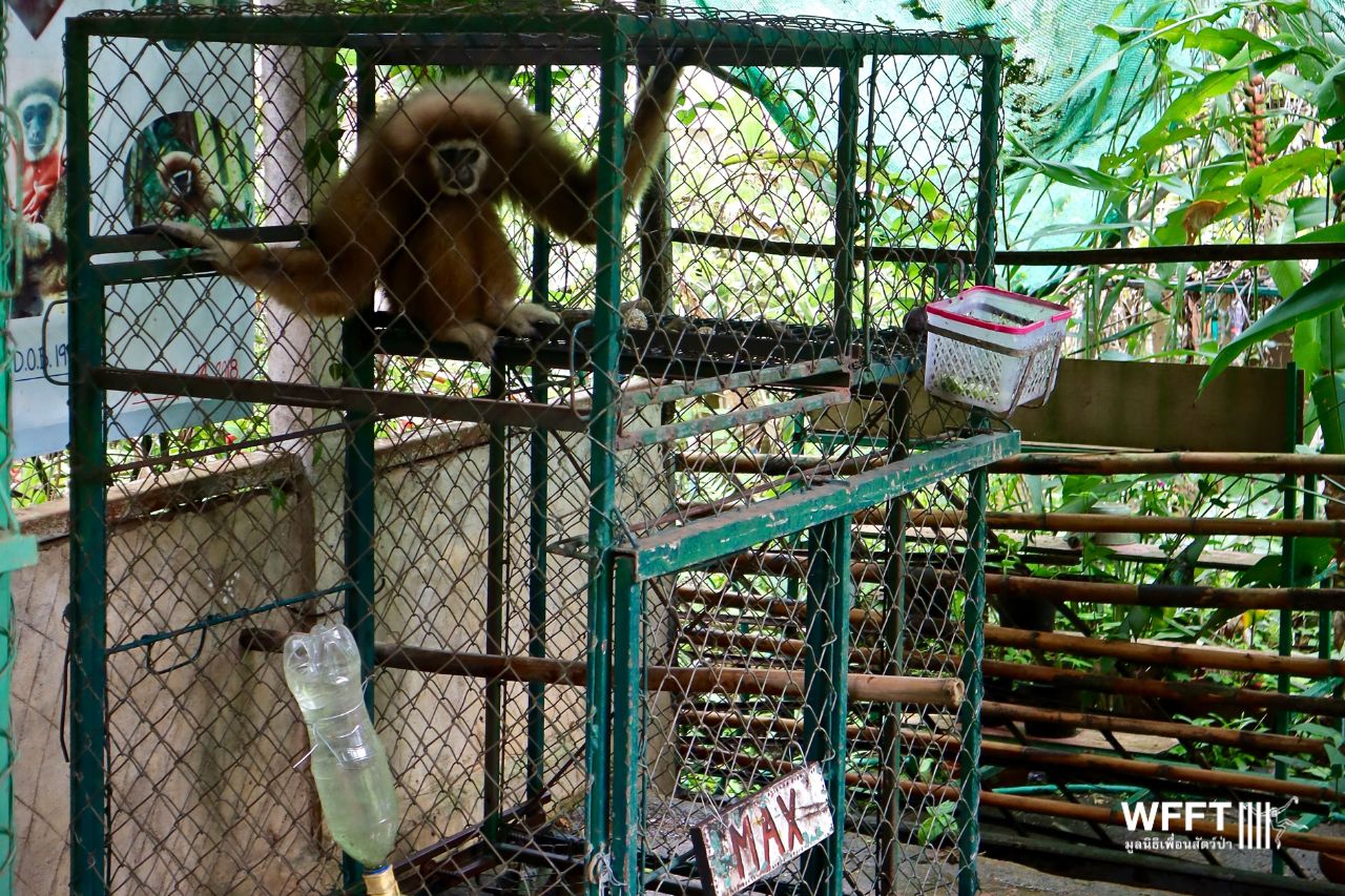 Gibbon At Highland Farm