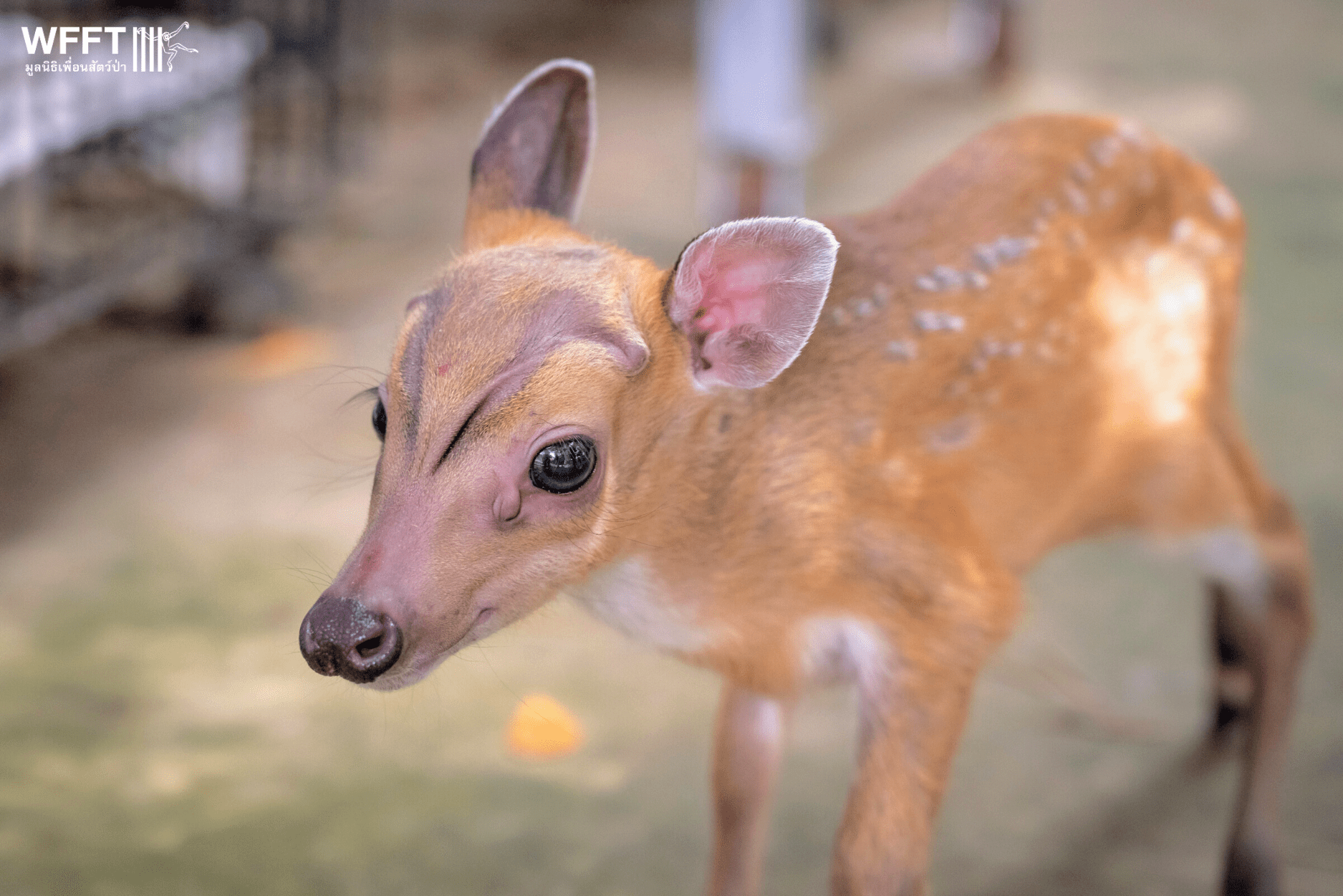 Just A Few Days Old, This Abandoned Baby Deer Is Now Safe At WFFT