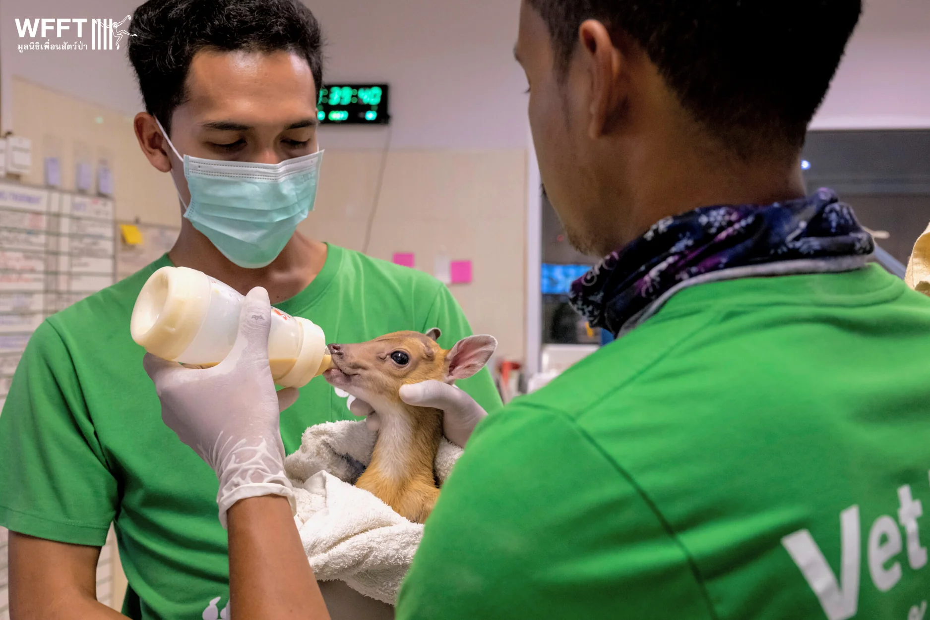 Just A Few Days Old, This Abandoned Baby Deer Is Now Safe At WFFT