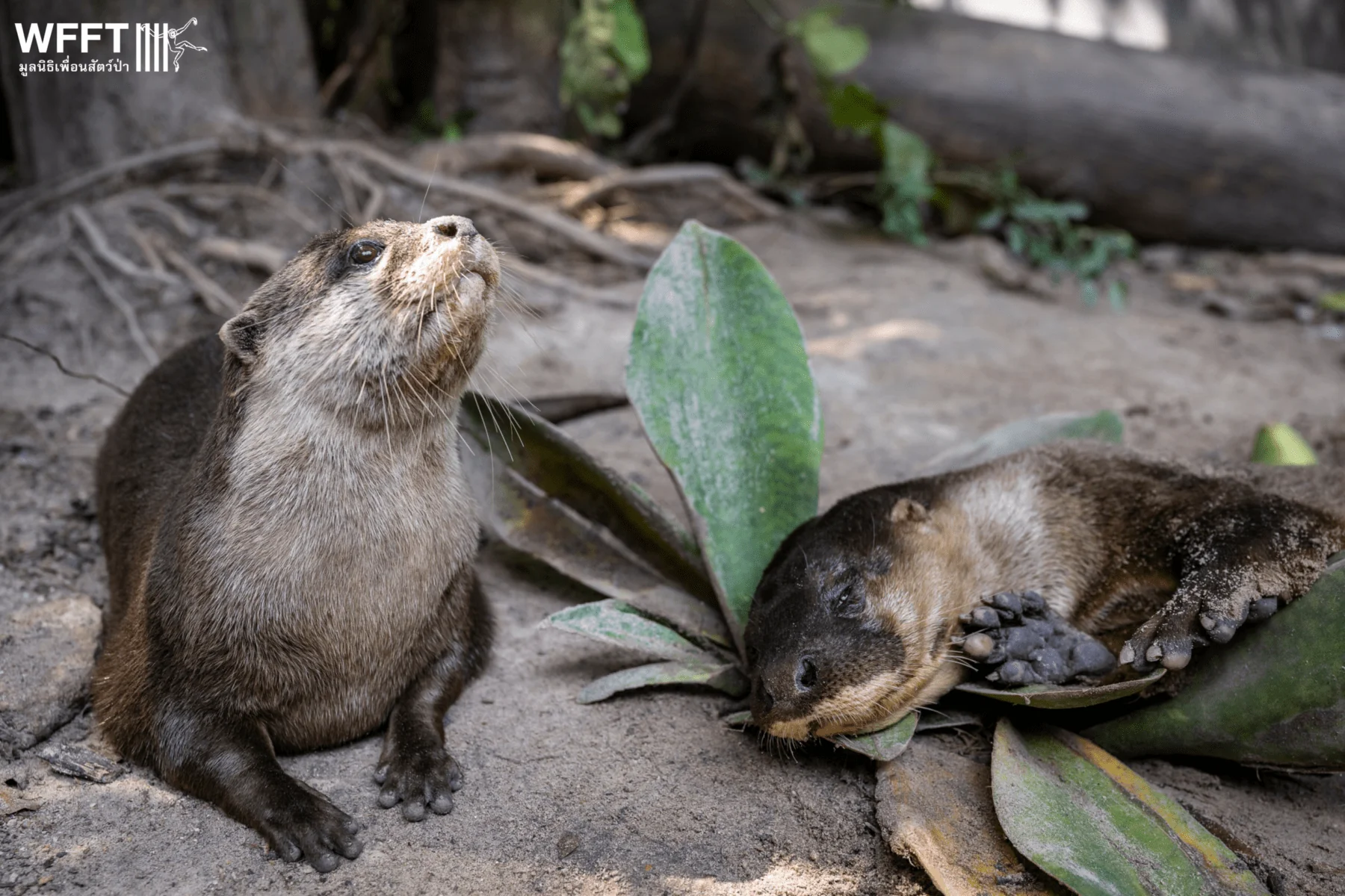 In Pictures: The “World's Rarest” Otter Enjoying Sanctuary Life at