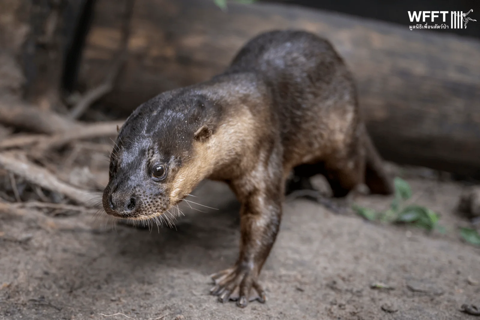 In Pictures: The “World's Rarest” Otter Enjoying Sanctuary Life at