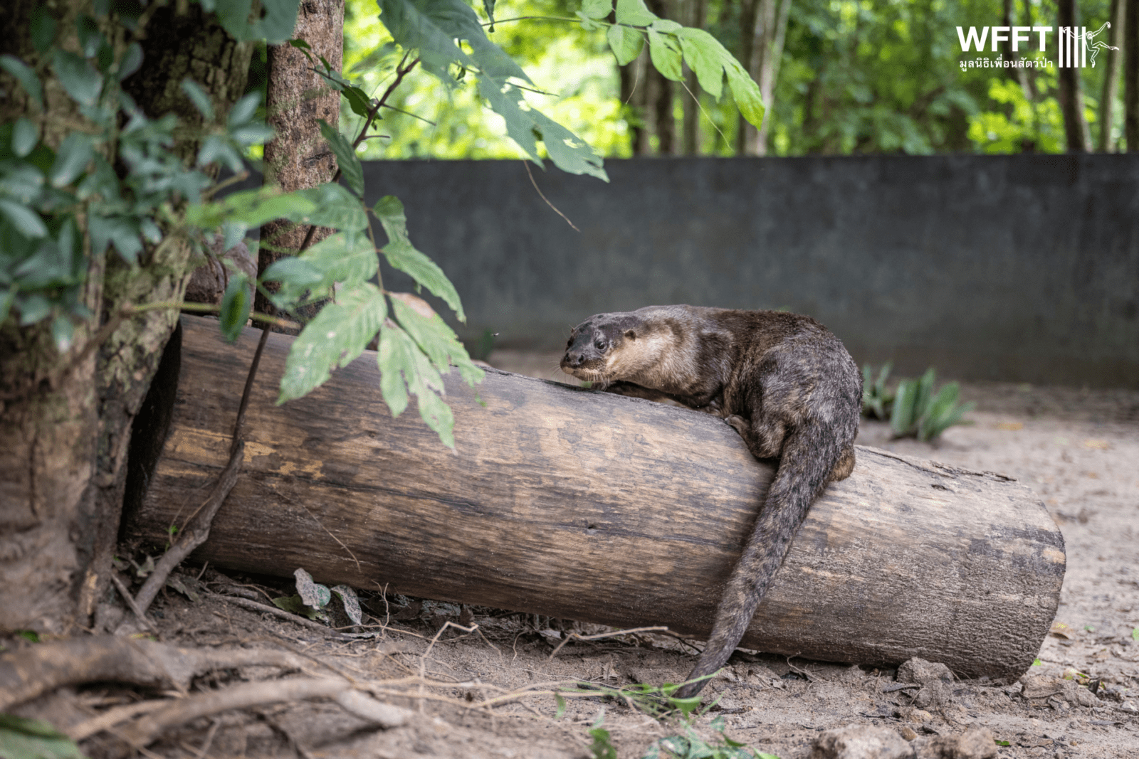 In Pictures: The “World's Rarest” Otter Enjoying Sanctuary Life at WFFT