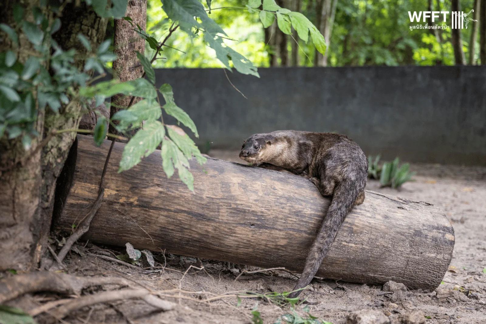 In Pictures: The “World's Rarest” Otter Enjoying Sanctuary Life at