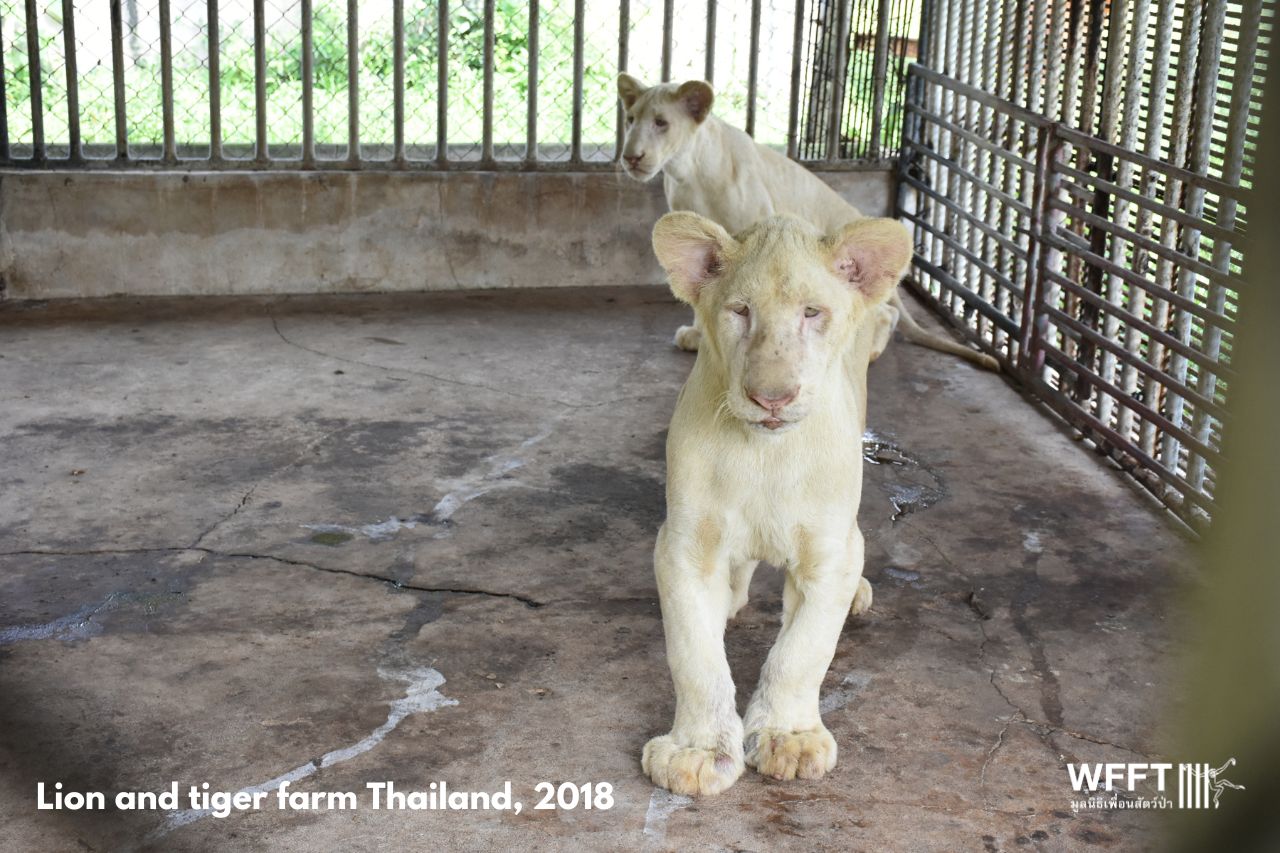 Lion And Tiger Farm, Thailand