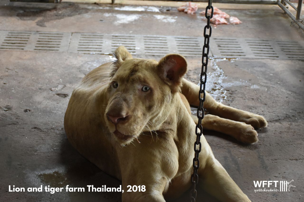 Lion And Tiger Farm Thailand
