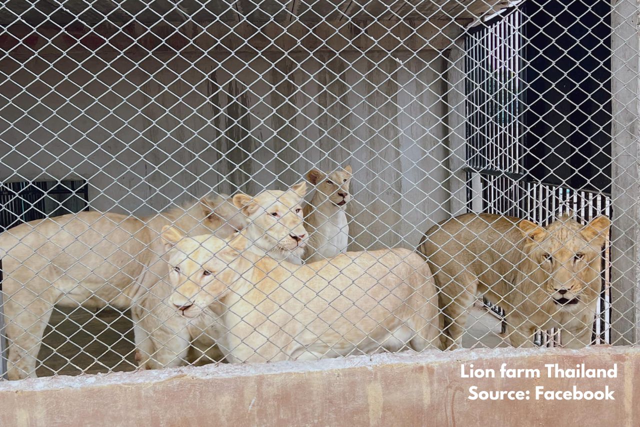 Lion Farm Thailand