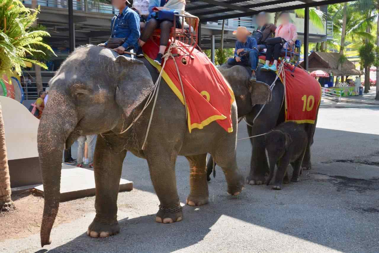 Sad Lives For Elephants Working In Tourist Trekking Industry