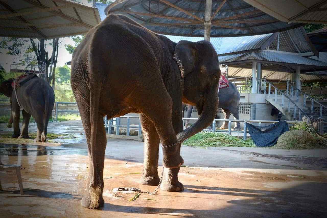 Emaciated Elephant In Tourism Industry