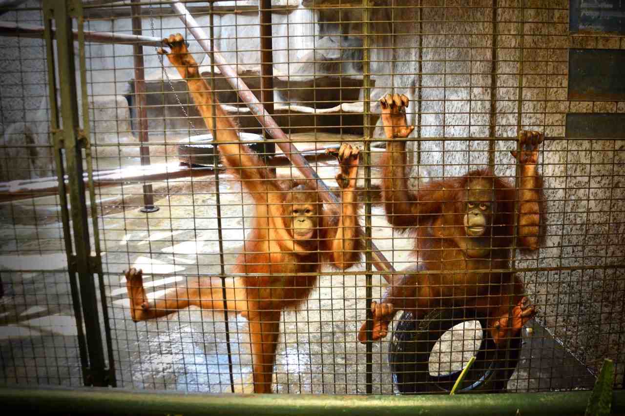 Orangutans Living In Terrible Conditions In Substandard Zoo