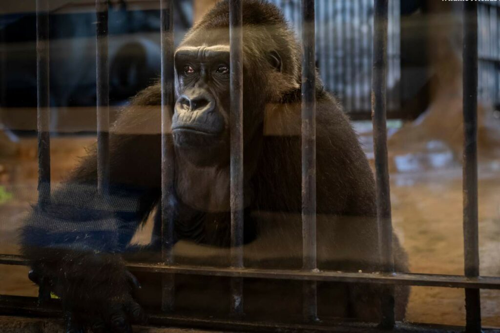 Gorilla living in substandard zoo - photo credit Amy Jones