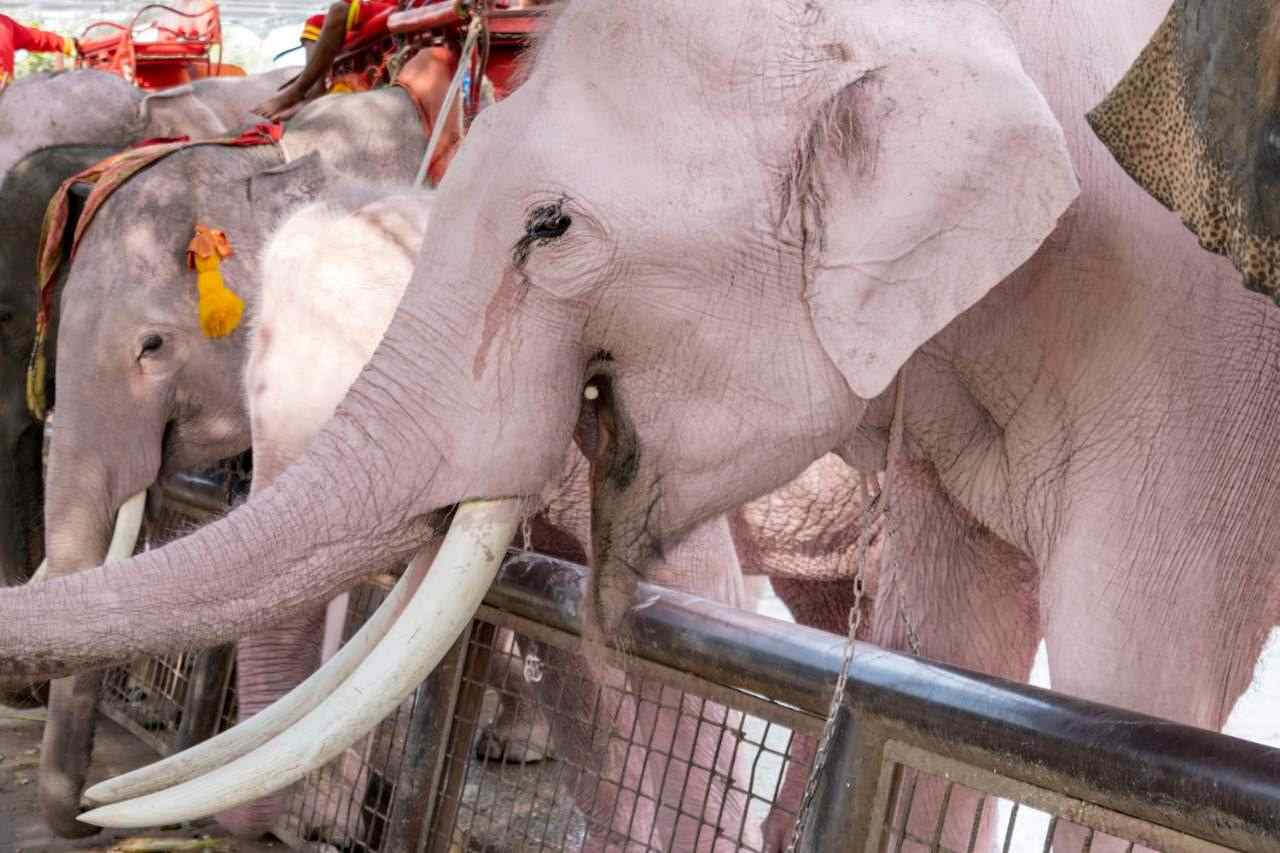 Painted Elephants In Captivity