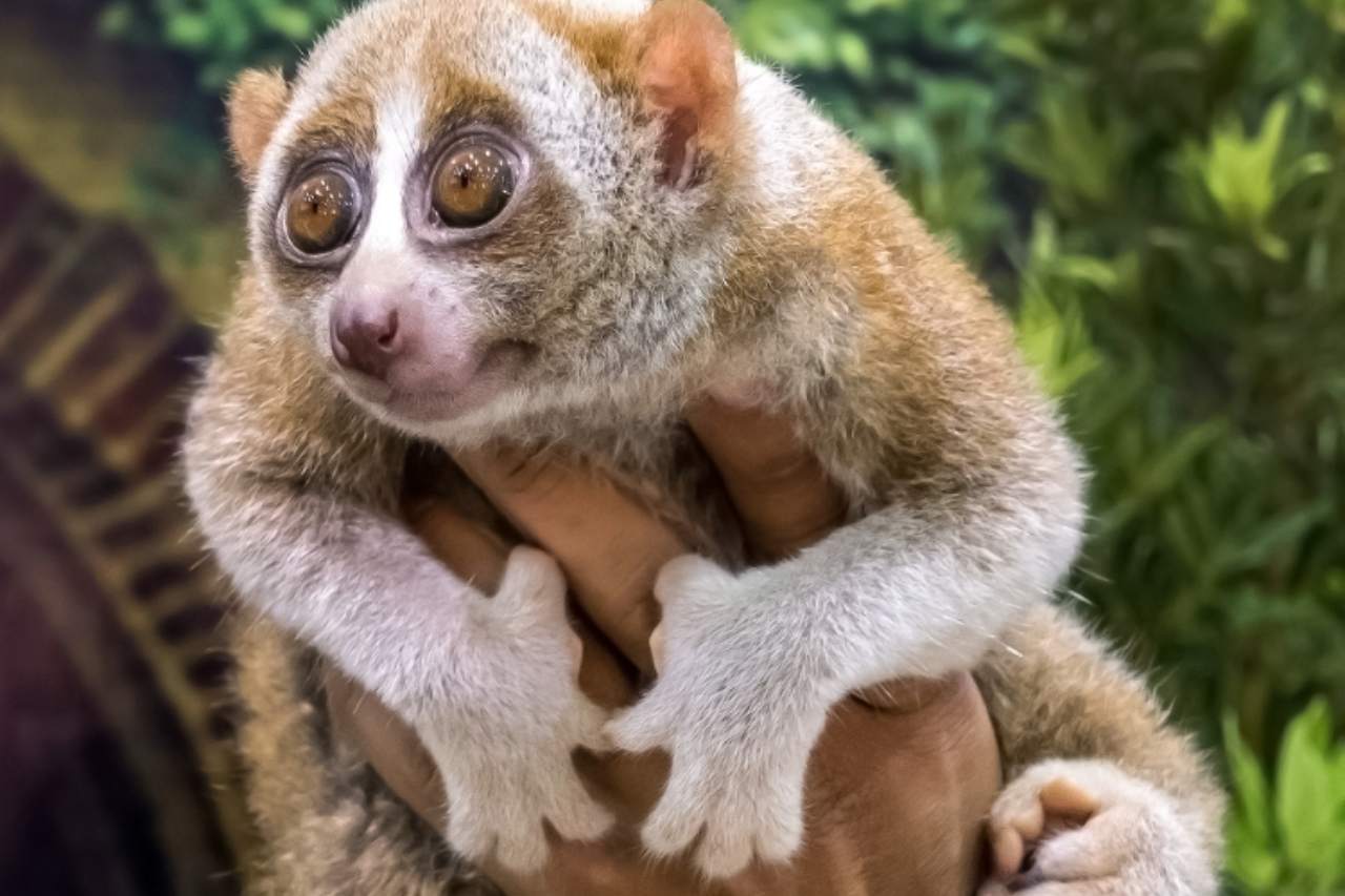 Terrified Slow Loris Handed Around For Photos