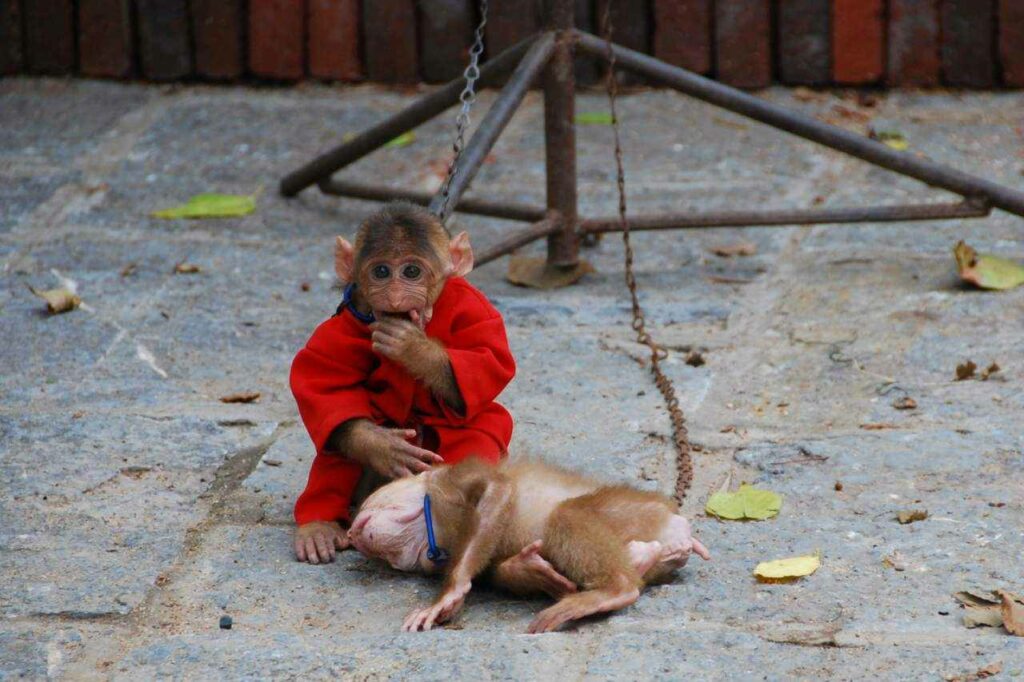 Baby monkeys forced to dress up and perform in shows