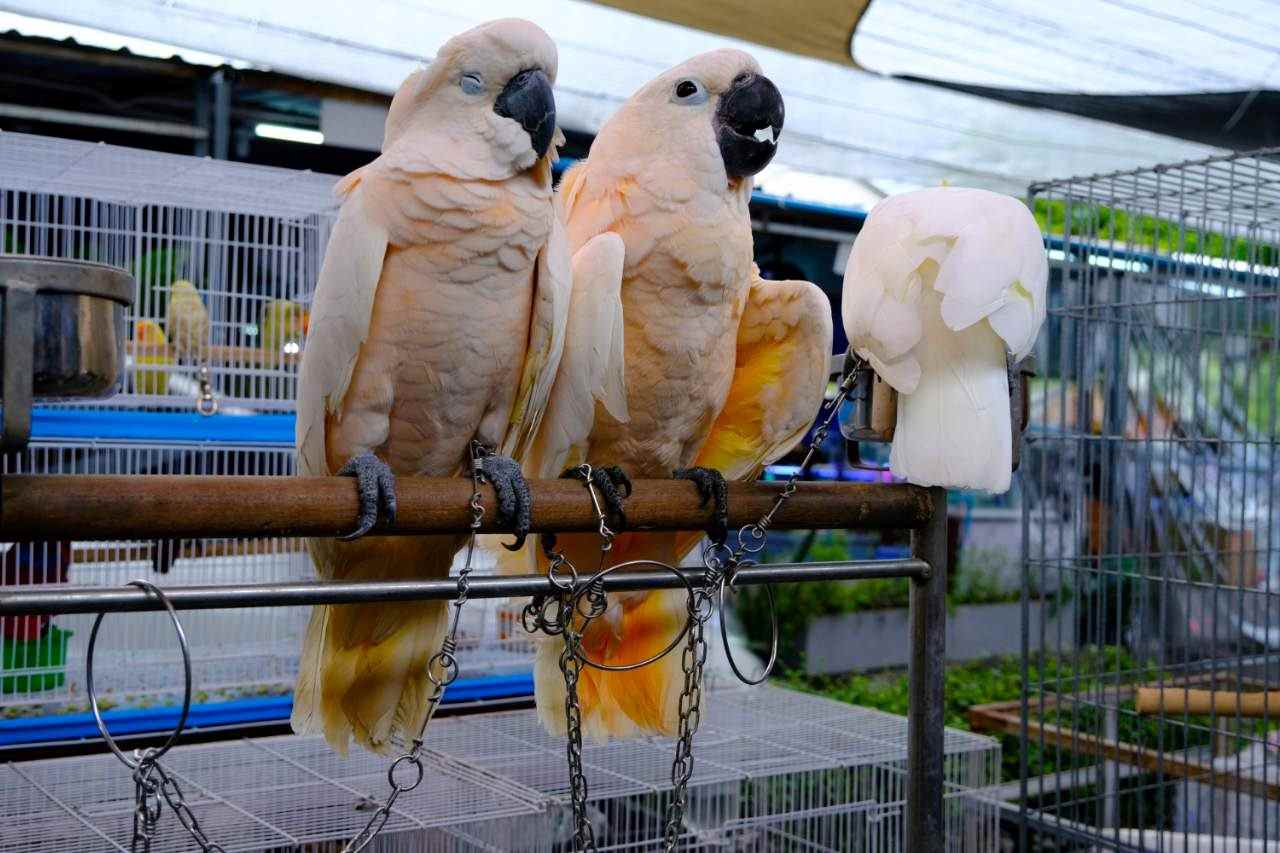 Cockatoos Chained Up For Photo Props With Tourists
