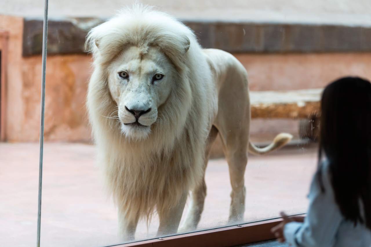 Lion Living In Substandard Zoo