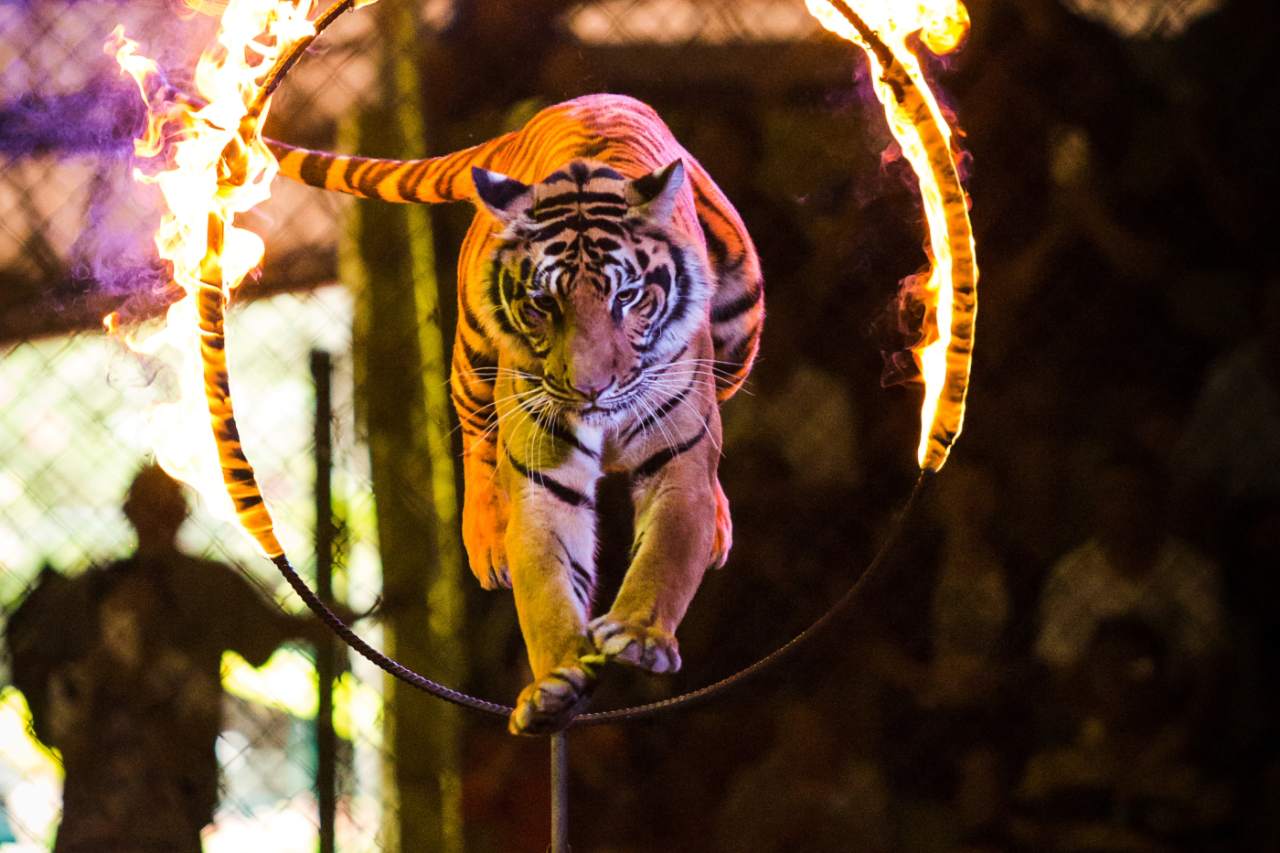 Tiger Trained Through Abuse To Jump Through Fire For Tourist Show