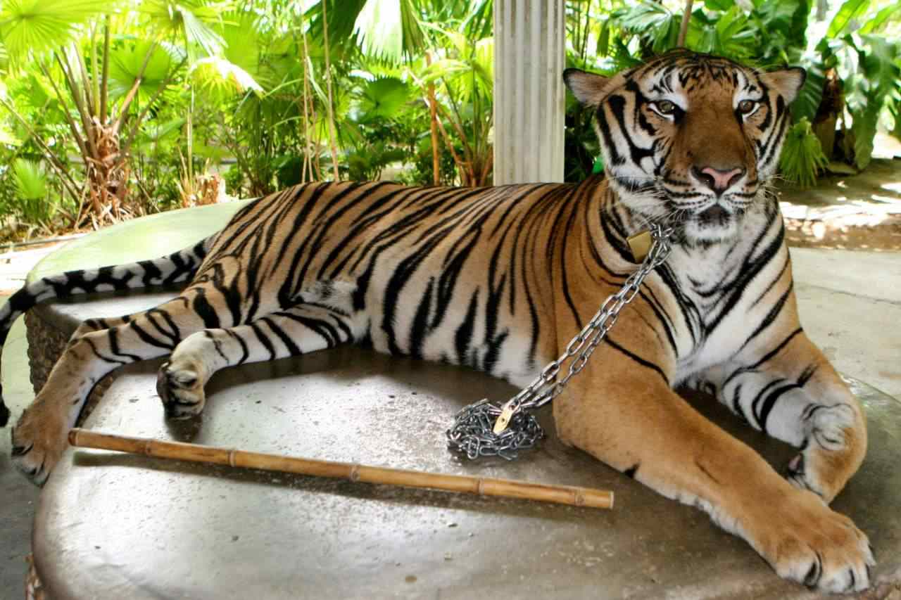 Tiger Chained Up For Photos With Tourists