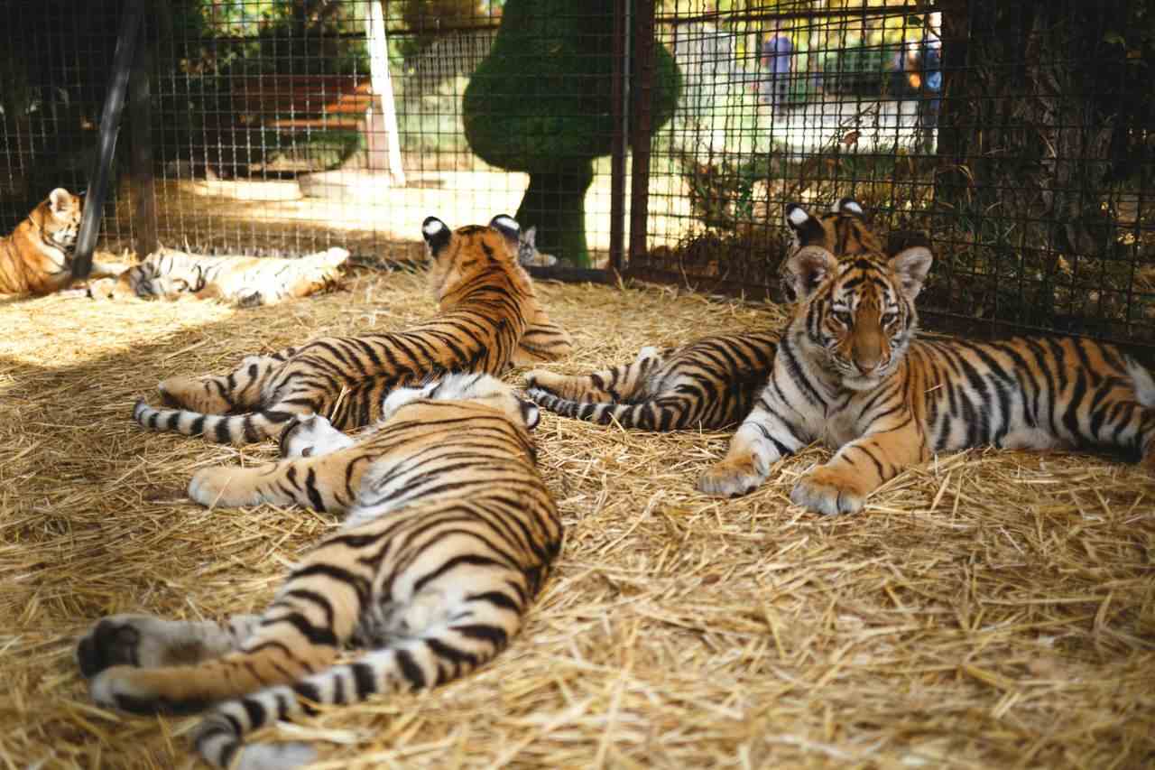 Tiger Cubs Taken From Mothers To Be Photo Props