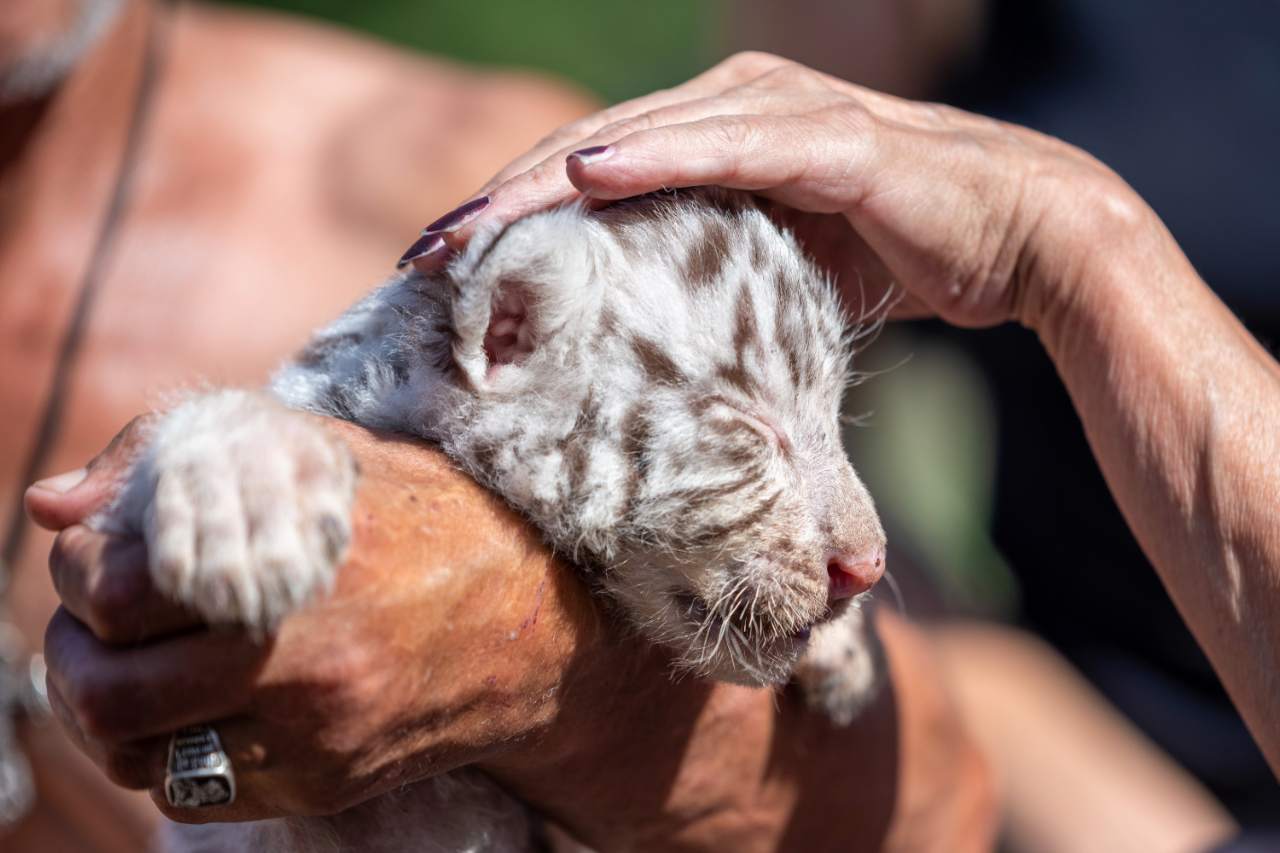 Tiny Tiger Cub Torn Away From Mother For Petting With Tourists