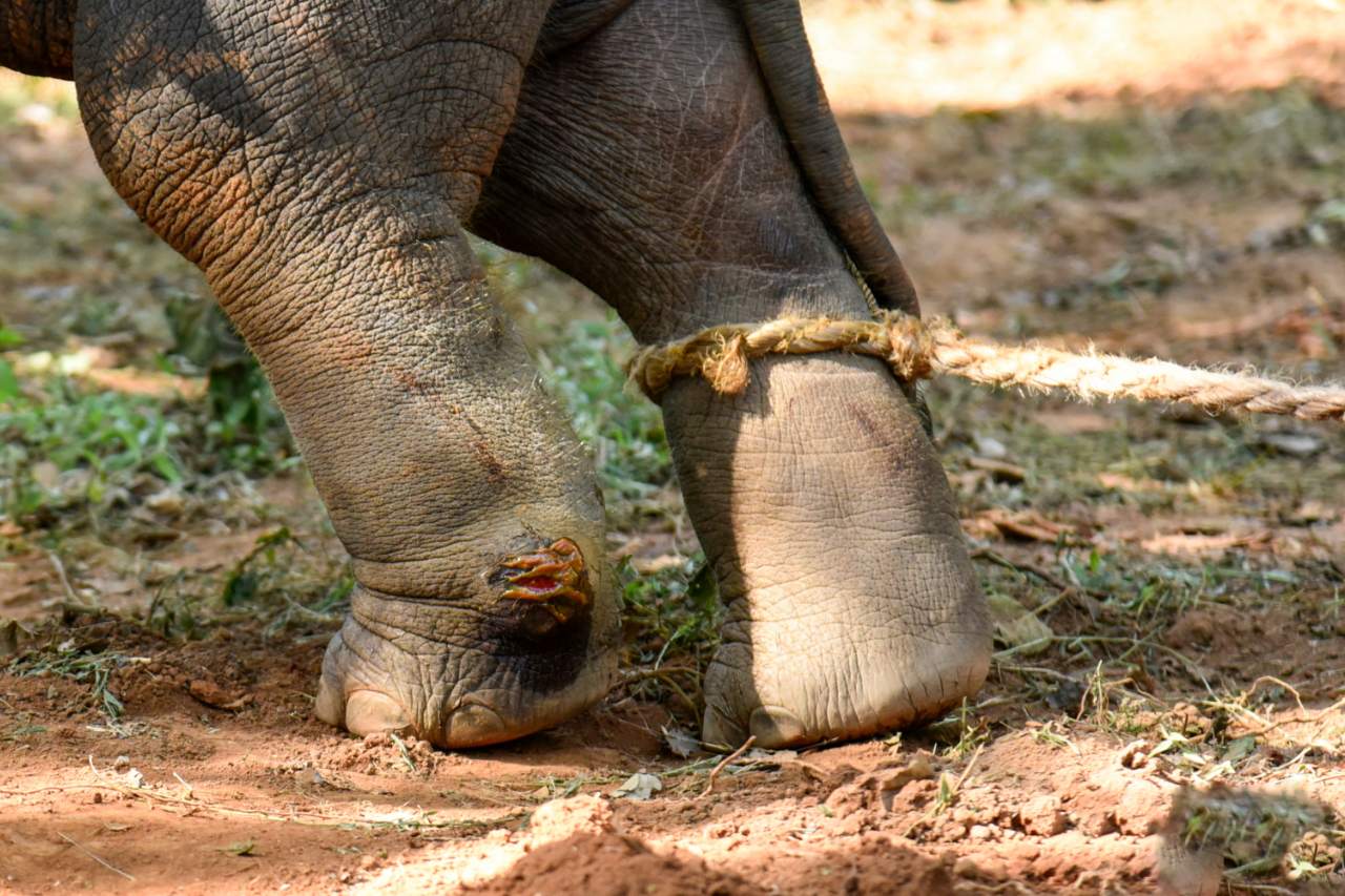 Injuries And Painful Life For An Elephant Used In Wildlife Tourism