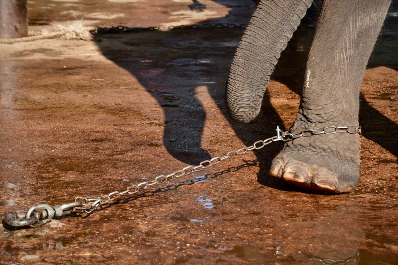 Chained Up Elephant At Elephant Camp For Tourists