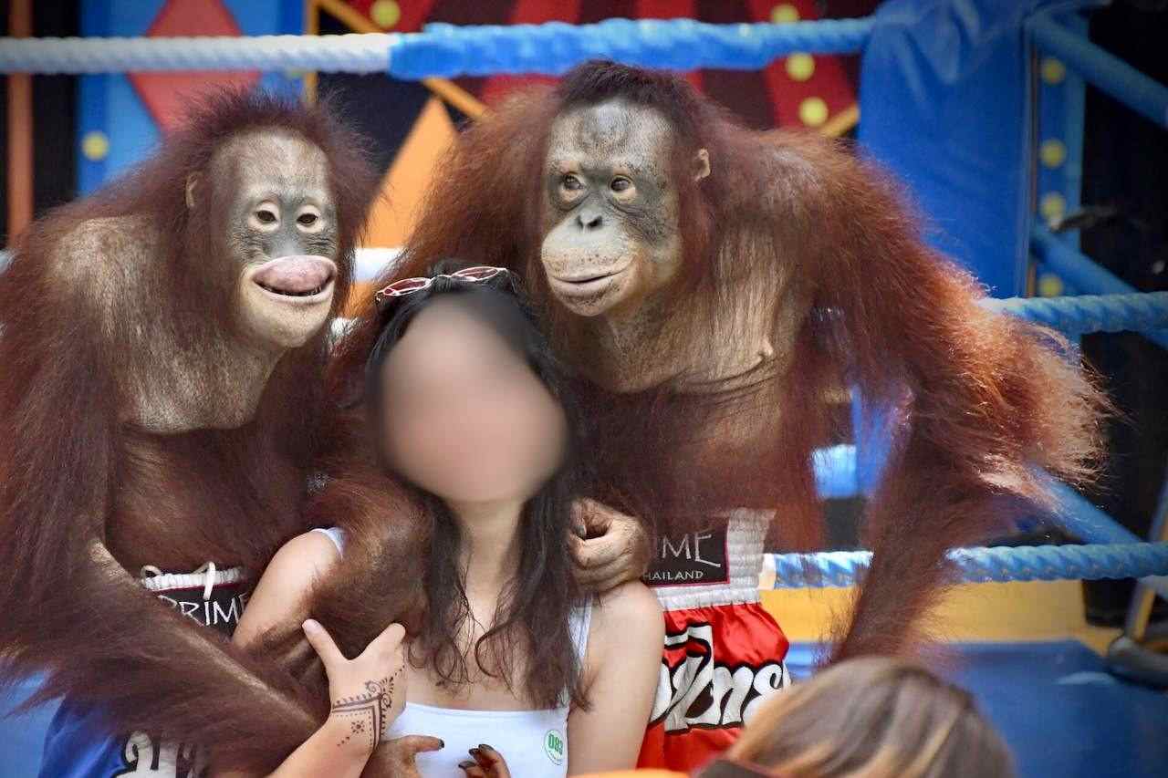 Orangutans Exploited As Photo Props