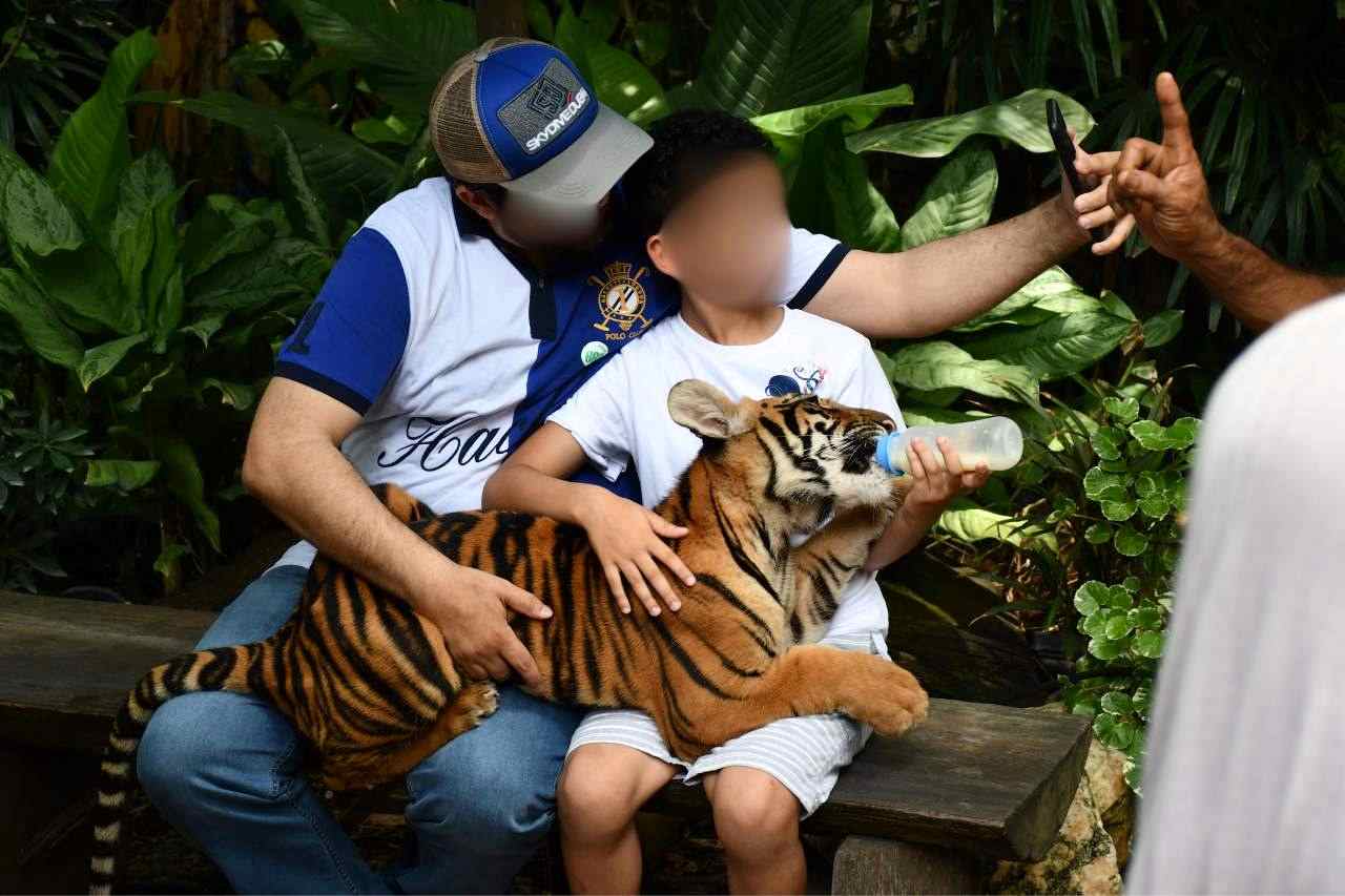 Baby Tiger Ripped Away From Mother To Be Exploited As Photo Prop