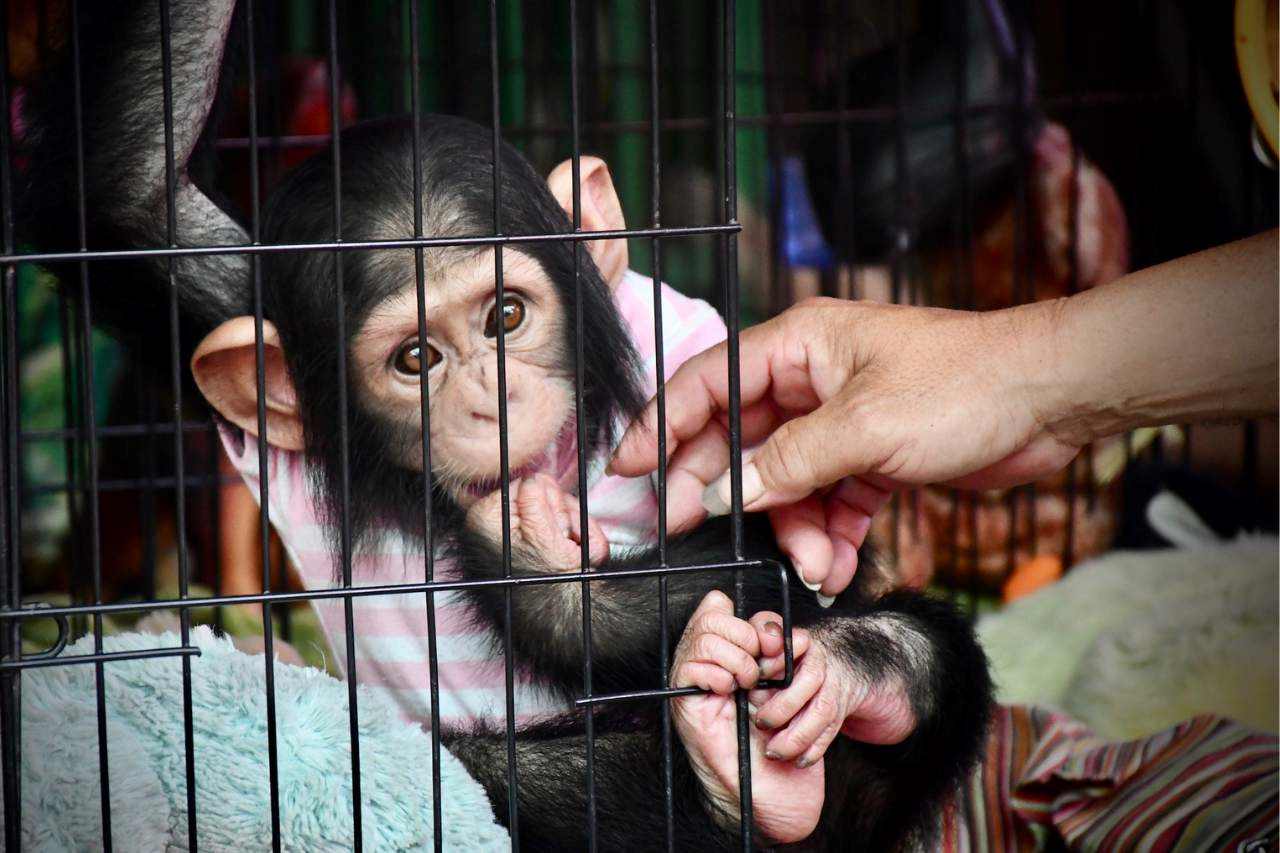 Baby Chimpanzeee Photo Prop At Unethical Zoo