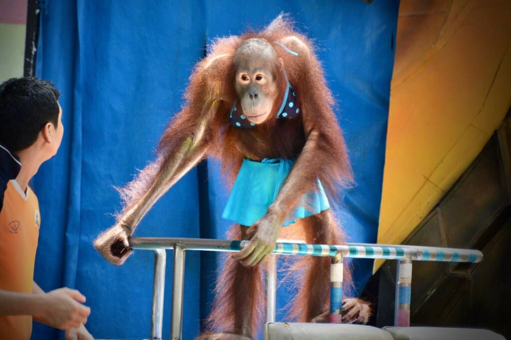 Orangutan being humiliated in performance show