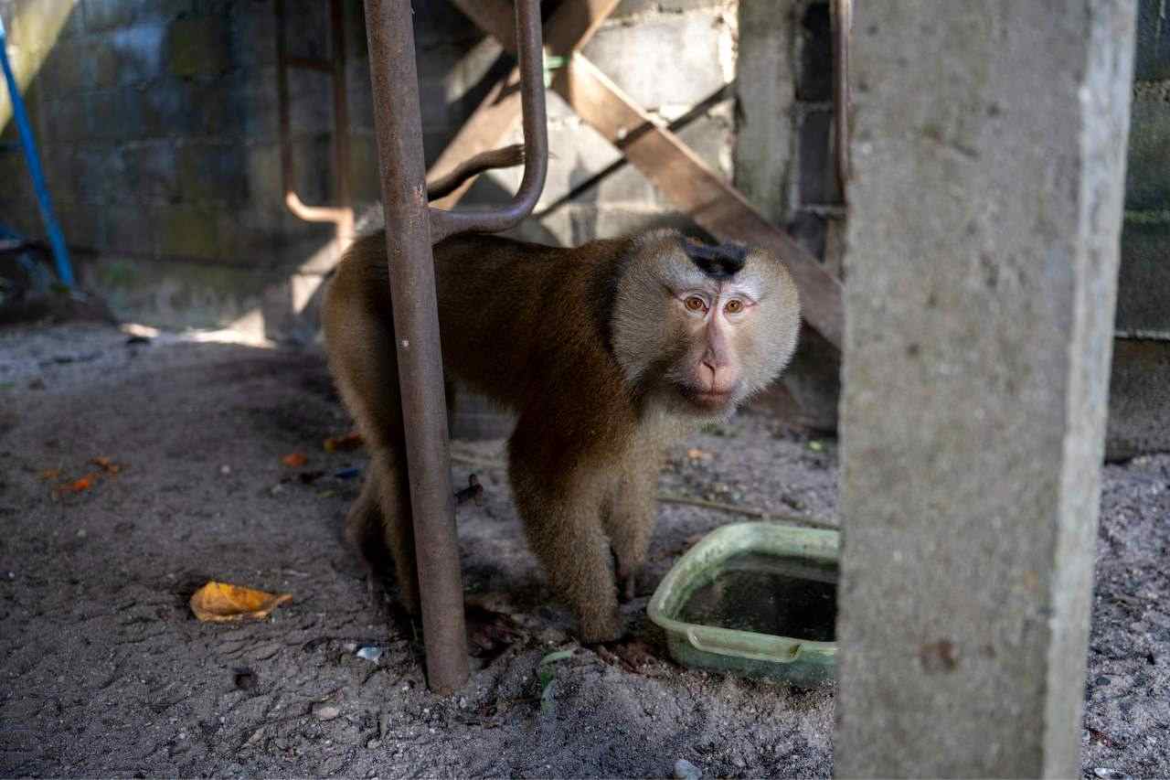 Chained Up And Horrendous Living Conditions For Captive Monkeys - Photo By Amy Jones