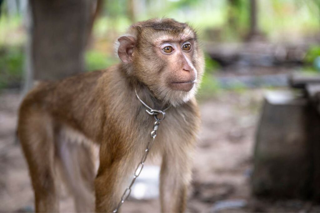 Poor monkey chained up Photo credit - Amy Jones