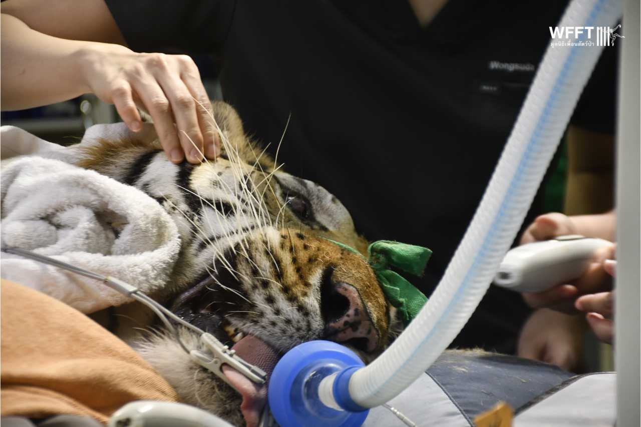 Eye Surgery And Relief For Tiger, Rambo