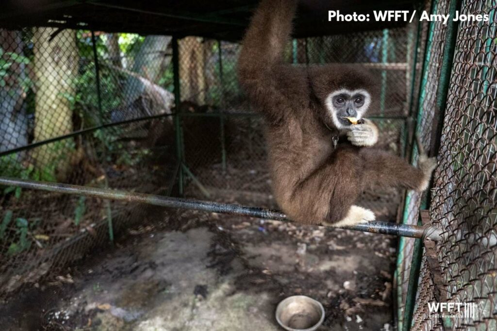Gibbon in dirty and inappropriate cage