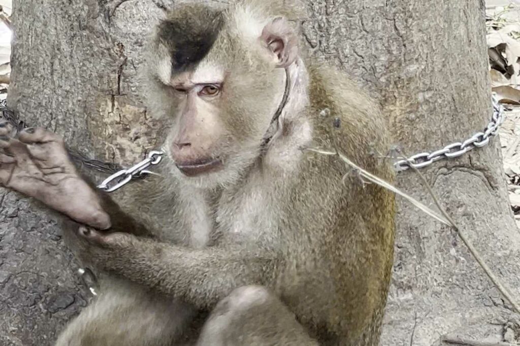 Sen chained to a tree