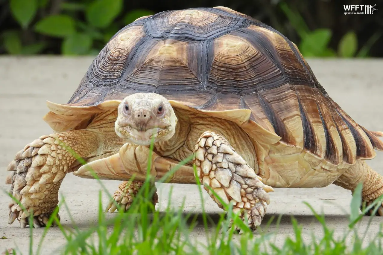 トータス/スタンダーズ Tortoise Standards | Tortoise