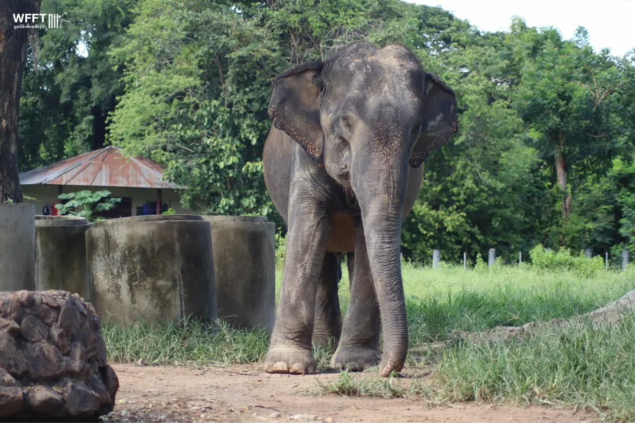 Wild elephants found dead at Pala-U forest - Wildlife Friends