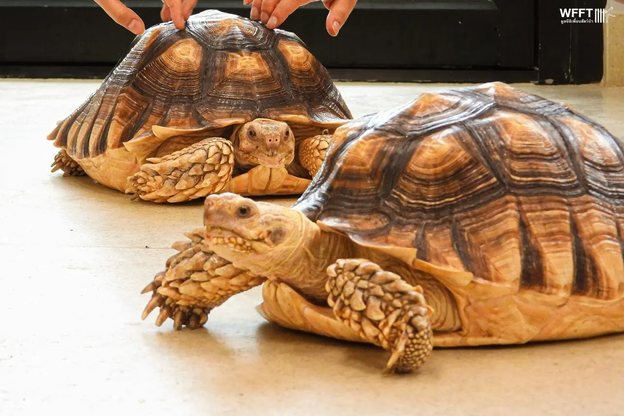 Ex-pet African Spurred Tortoises Arrive - Wildlife Friends
