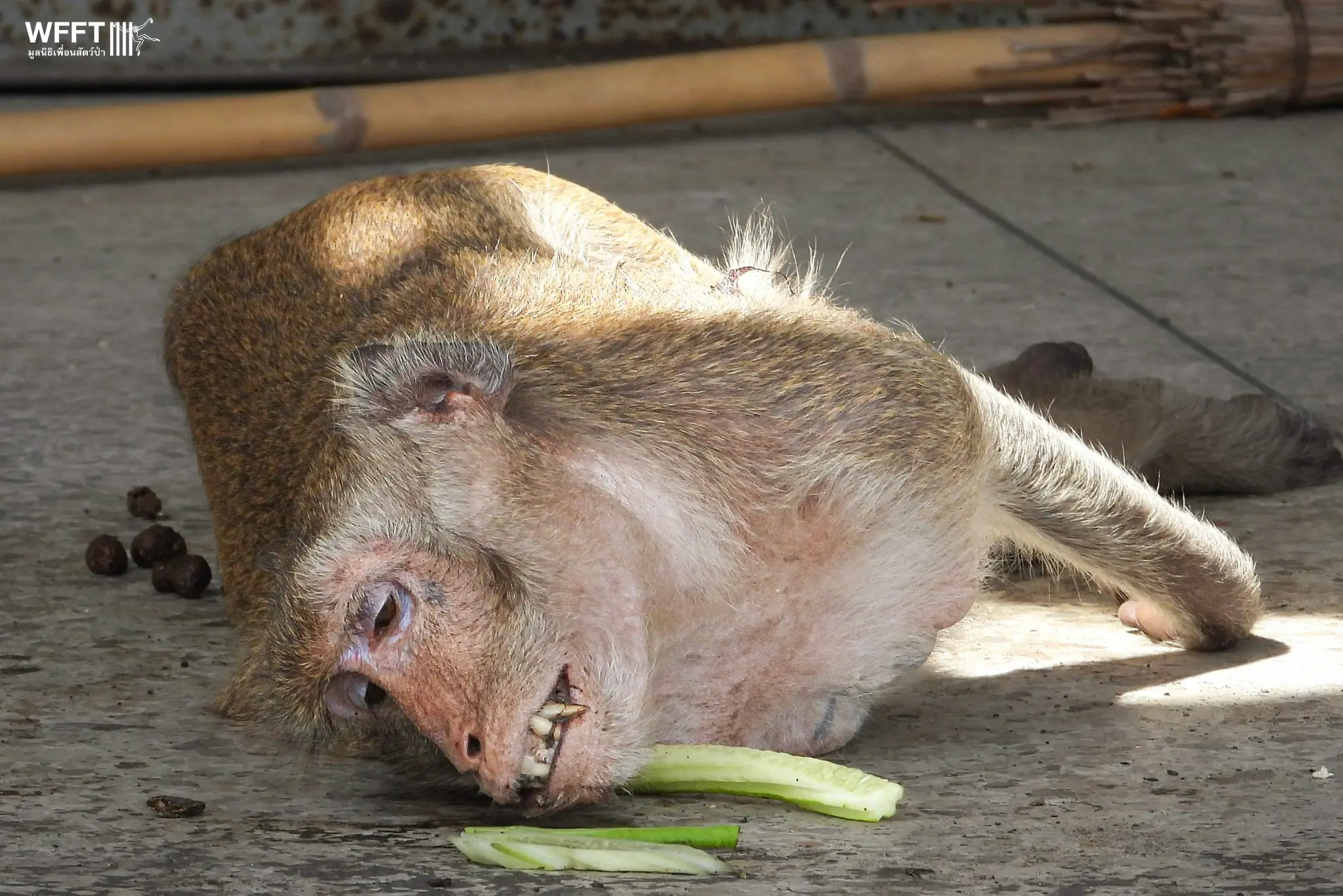 Human-Wildlife Conflict - An Eye-Opening Tragedy - Wildlife Friends  Foundation Thailand