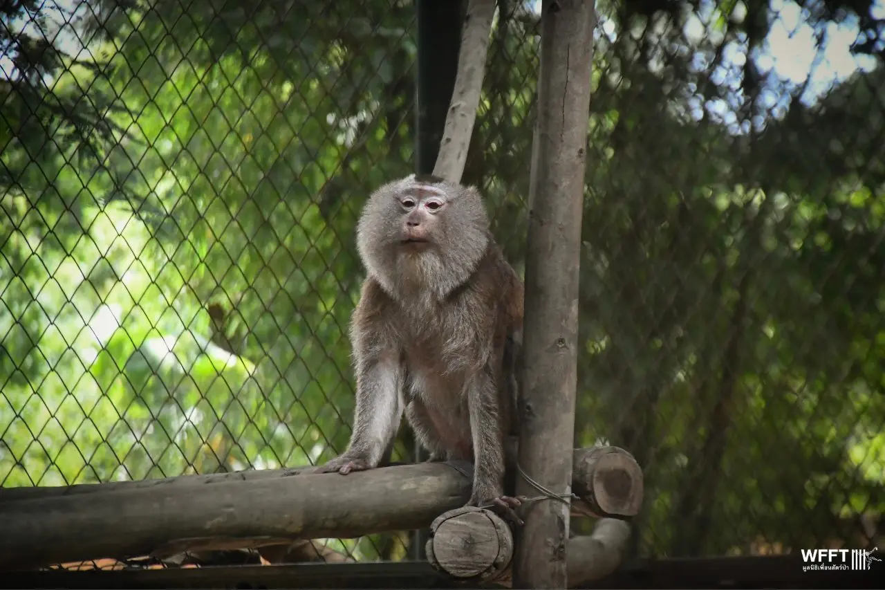 Getting 'Hope' After 20 Years - update on macaque, Hope - Wildlife