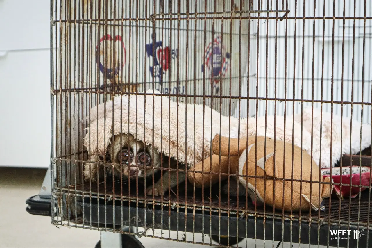New Arrival at WFFT: Ling, the Slow Loris - Wildlife Friends Foundation  Thailand