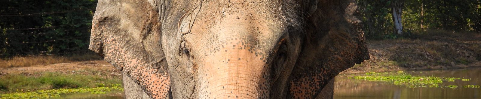 Christmas Appeal - Help Pun find joy after a life-time of heartbreak