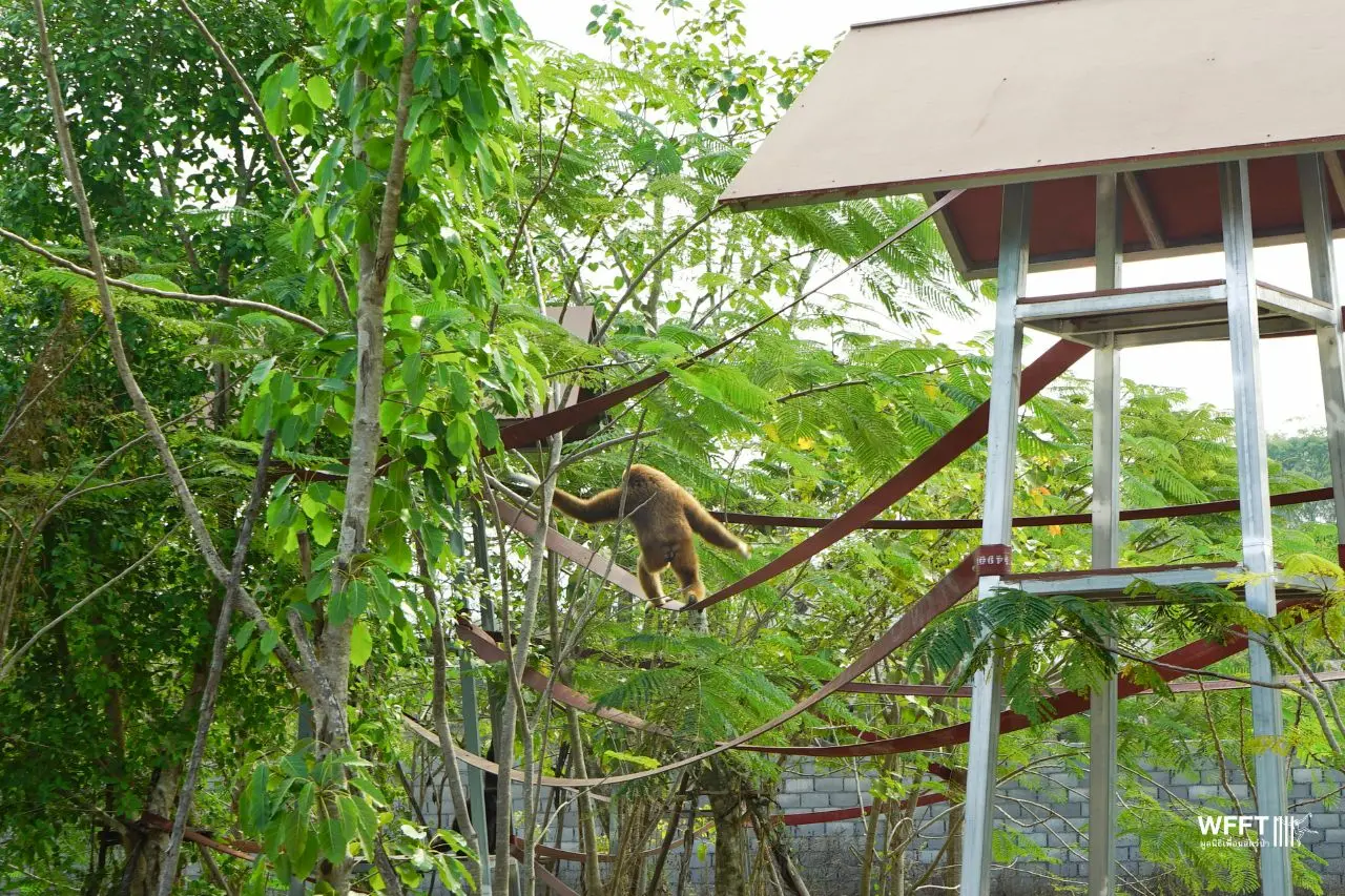 New Island Homes for Four Resident Gibbons - Wildlife Friends