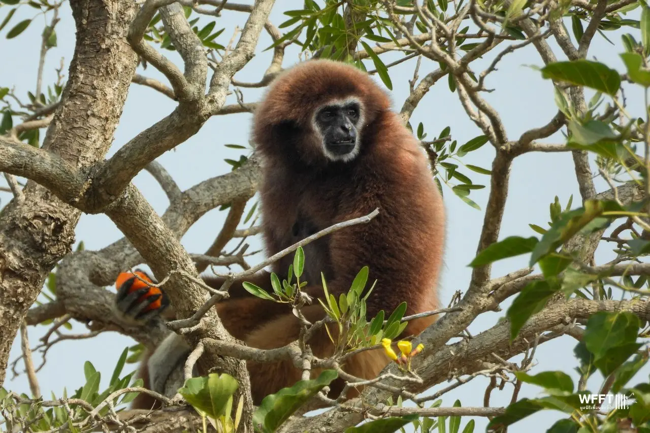 New Island Homes for Four Resident Gibbons - Wildlife Friends