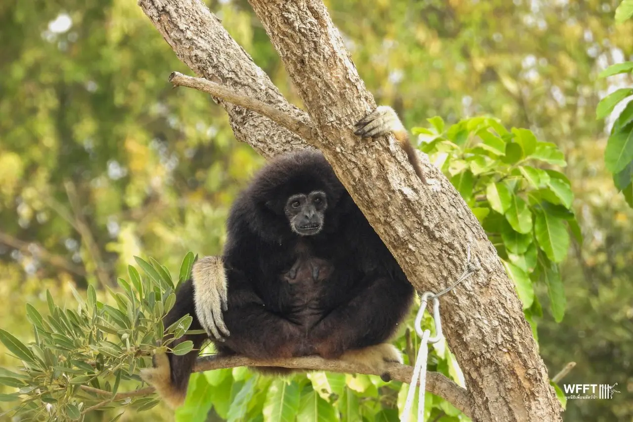 Gibbon's Solitude The Inward World of… They flash upon that inward eye Which is the bliss of solitude