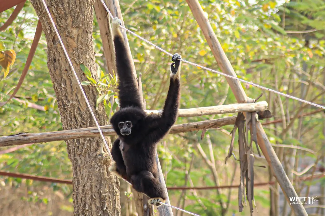 New Island Homes for Four Resident Gibbons - Wildlife Friends