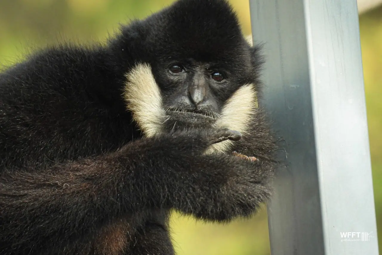 Gibbon's Solitude The Inward World of… page389-1630px-