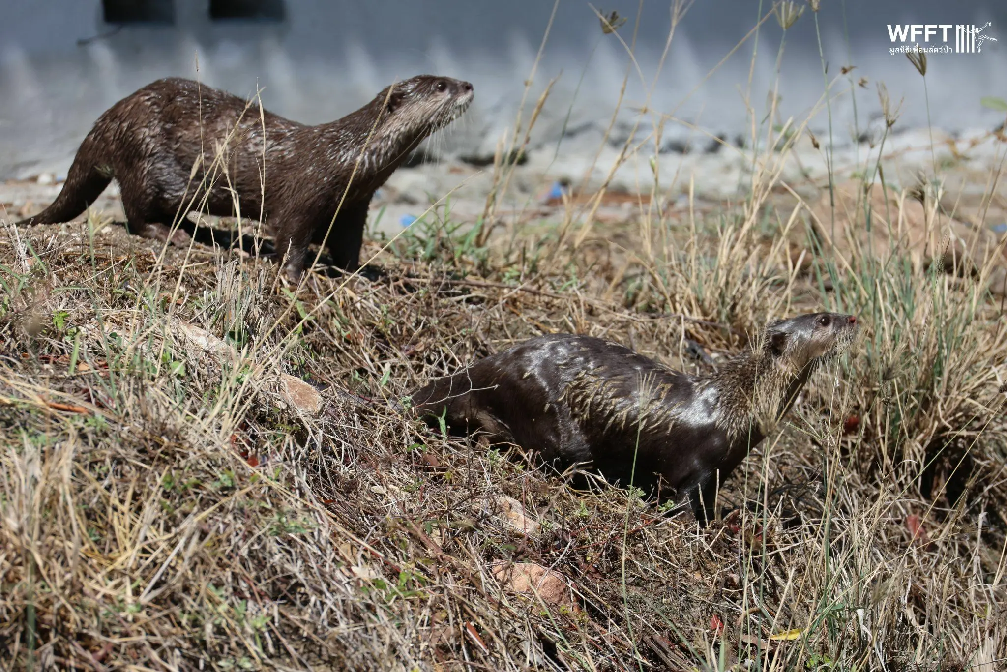 The Illegal Otter Trade - Wildlife Friends Foundation Thailand